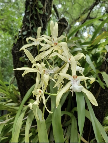 Miltonia Flavescens