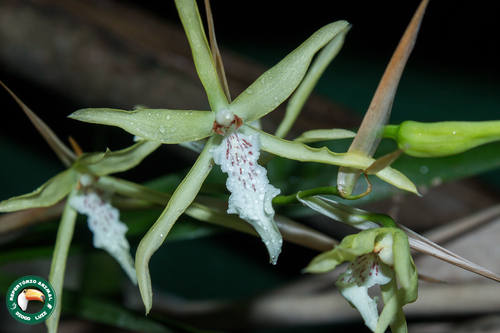 Miltonia Flavescens
