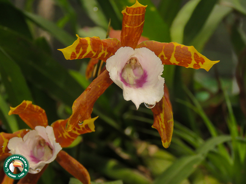 Miltonia Candida