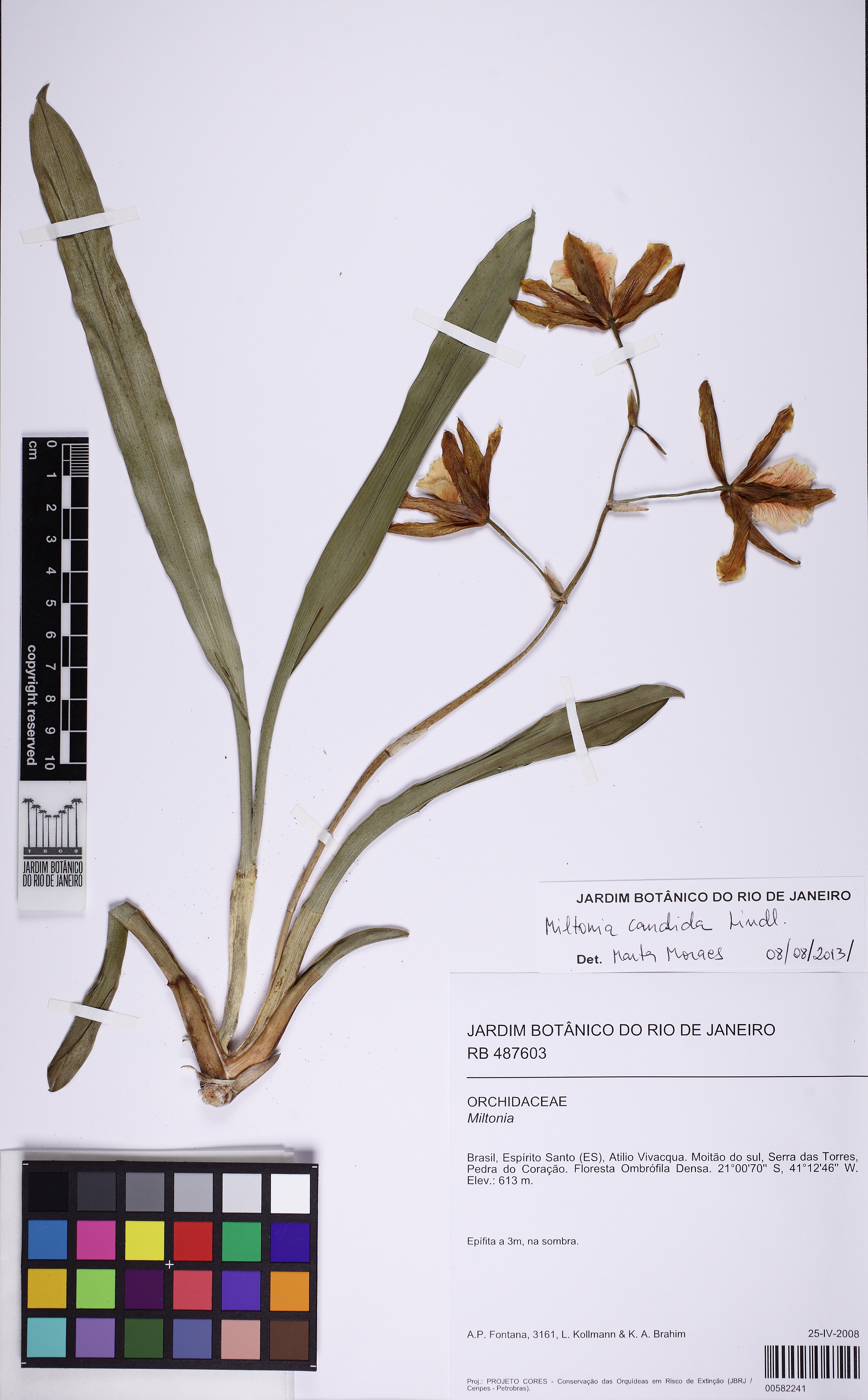 Miltonia Candida