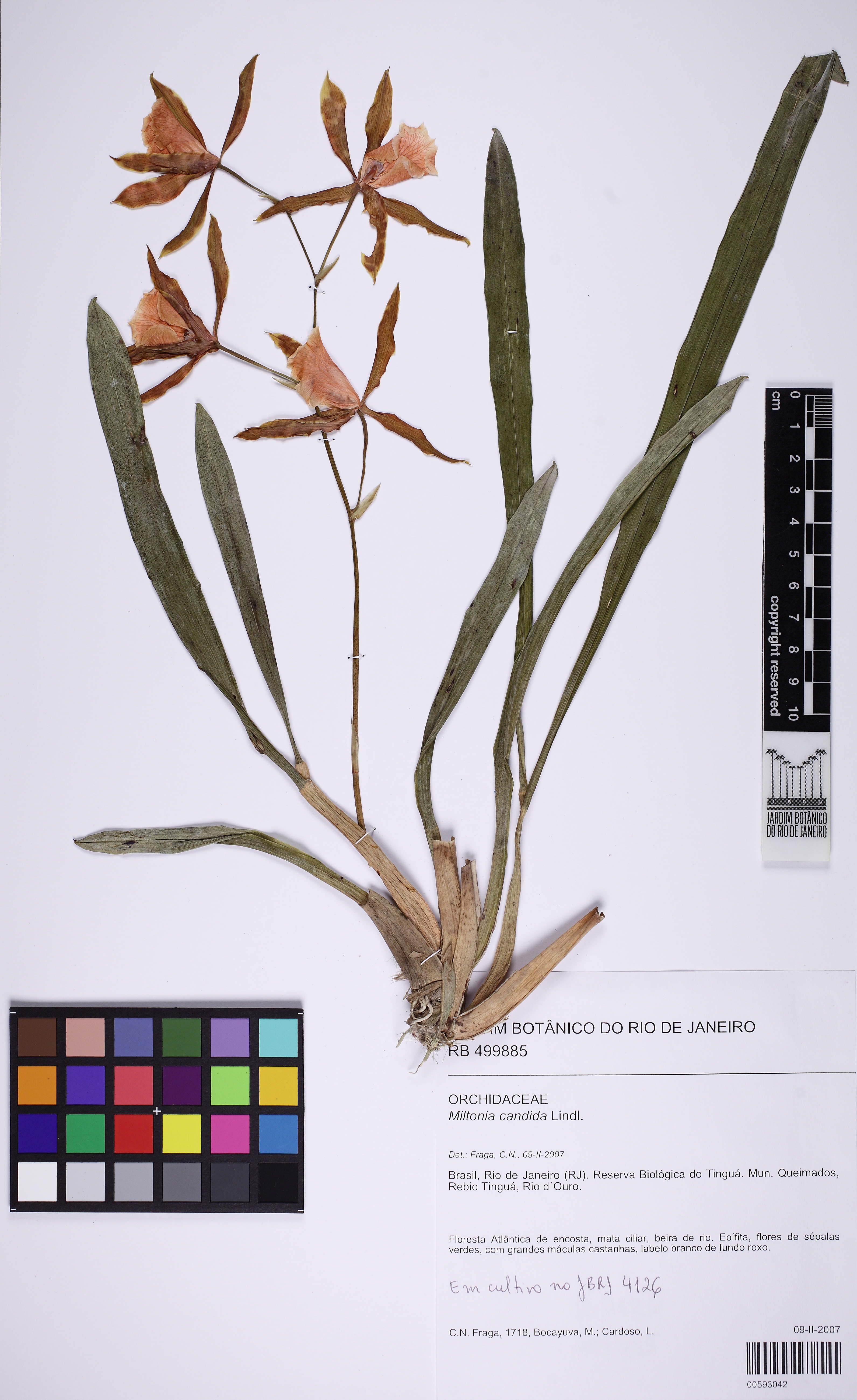 Miltonia Candida