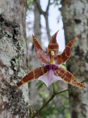 Miltonia Clowesii