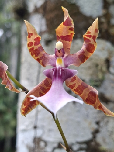 Miltonia Clowesii