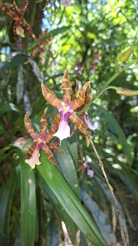 Miltonia Clowesii