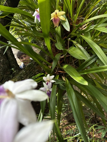 Miltonia Regnellii