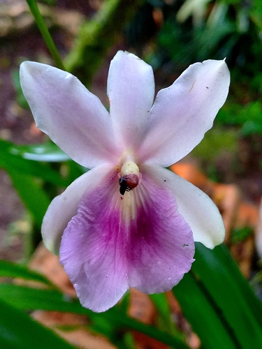 Miltonia Regnellii
