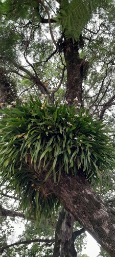 Miltonia Regnellii