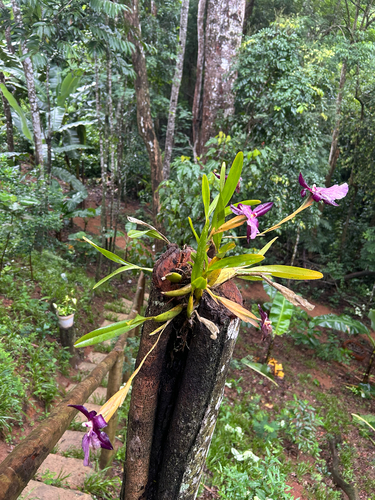Miltonia Moreliana (Miltonia Roxa)