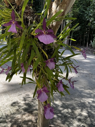 Miltonia Moreliana (Miltonia Roxa)