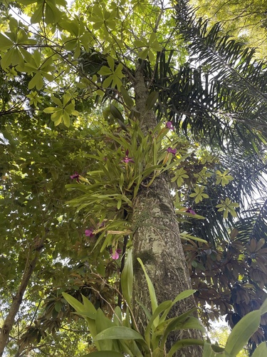 Miltonia Moreliana (Miltonia Roxa)
