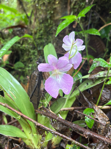 Miltoniopsis Vexillaria (Orquídea Amor-perfeito)