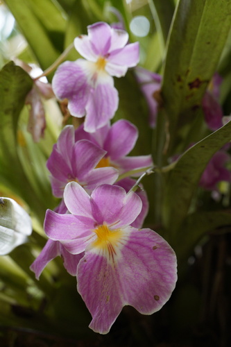 Miltoniopsis Vexillaria (Orquídea Amor-perfeito)