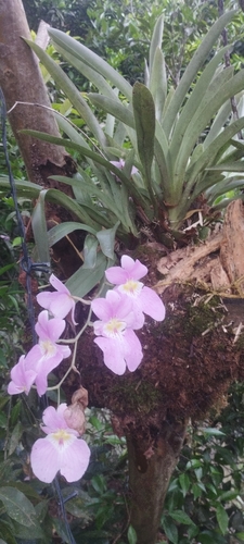 Miltoniopsis Vexillaria (Orquídea Amor-perfeito)