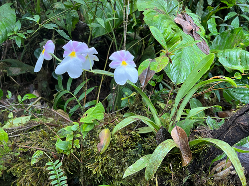 Miltoniopsis Vexillaria (Orquídea Amor-perfeito)