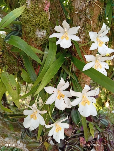 Miltoniopsis Roezlii