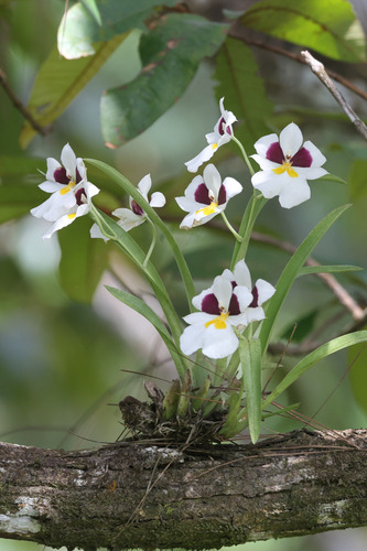 Miltoniopsis Roezlii
