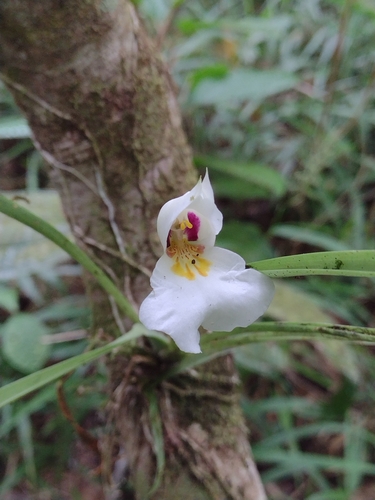 Miltoniopsis Roezlii