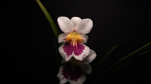Miltoniopsis Phalaenopsis
