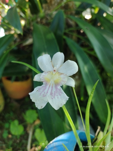 Miltoniopsis Phalaenopsis