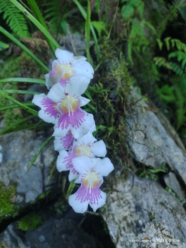 Miltoniopsis Phalaenopsis