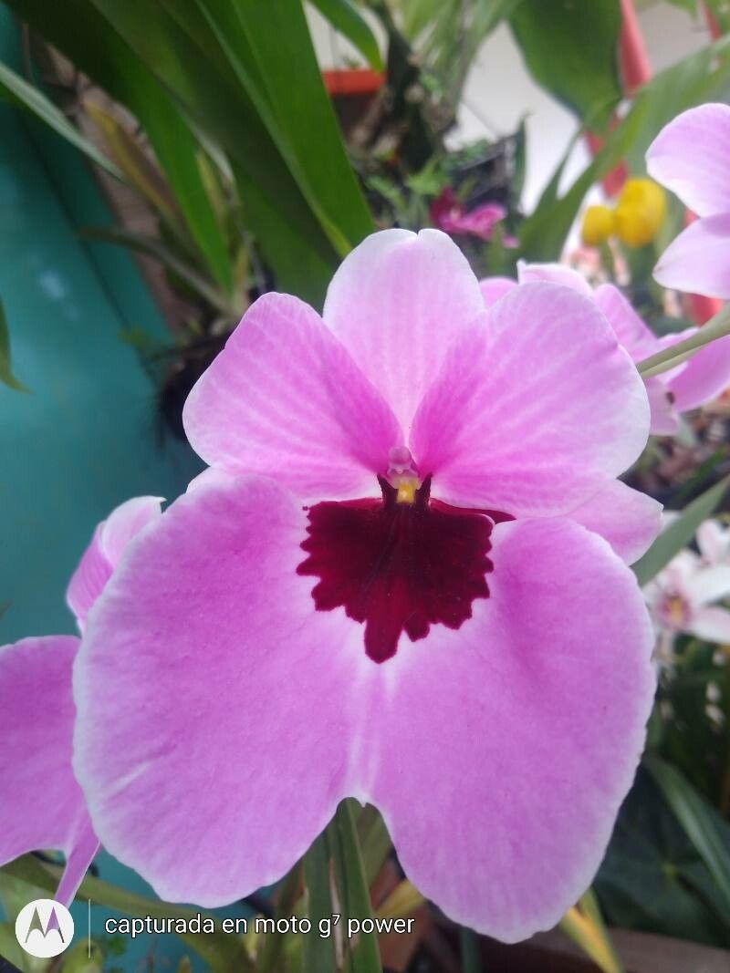 Miltoniopsis Phalaenopsis
