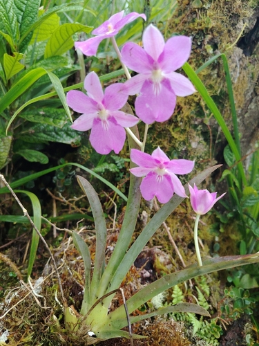 Miltoniopsis Bismarckii