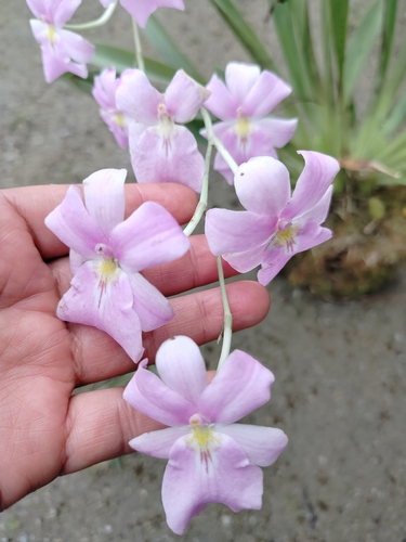 Miltoniopsis Bismarckii