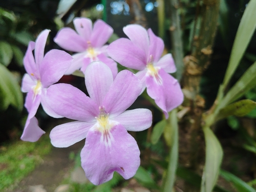 Miltoniopsis Bismarckii