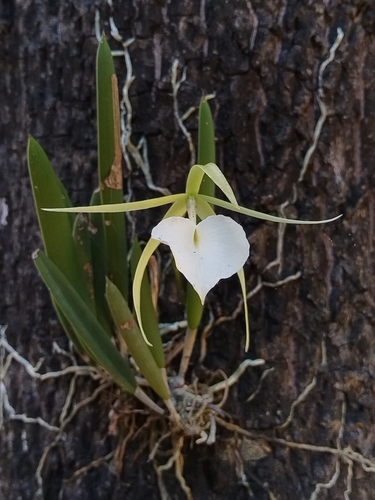 Brassavola Nodosa (Dama da Noite)