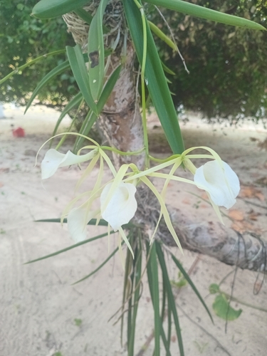 Brassavola Nodosa (Dama da Noite)