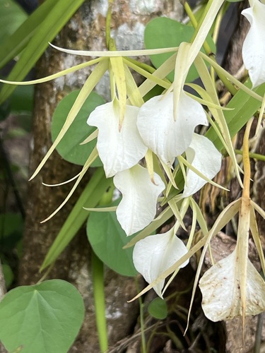 Brassavola Nodosa (Dama da Noite)