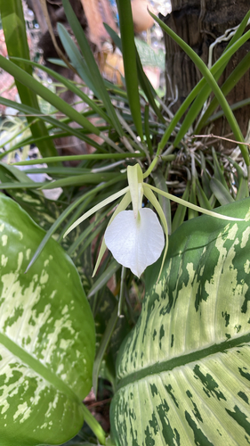 Brassavola Nodosa (Dama da Noite)