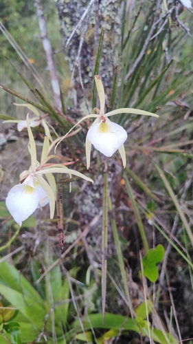 Brassavola Tuberculata
