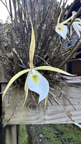 Brassavola Tuberculata