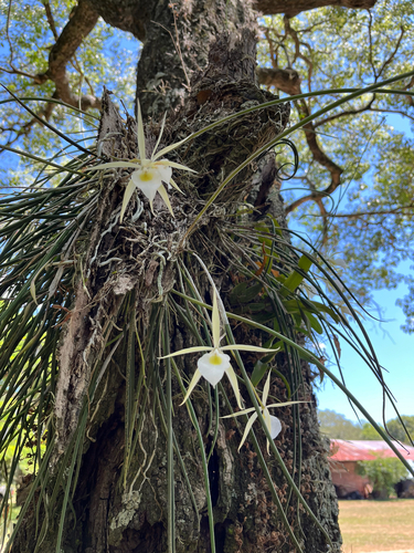 Brassavola Tuberculata