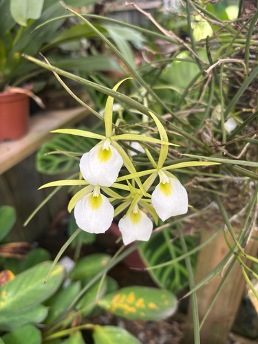 Brassavola Tuberculata