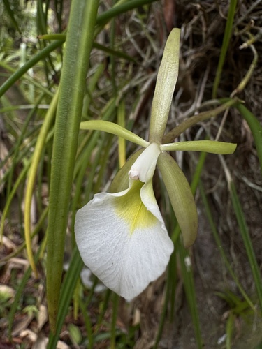 Brassavola Cebolleta
