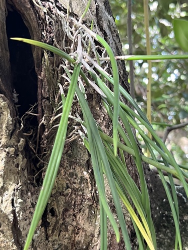 Brassavola Cebolleta