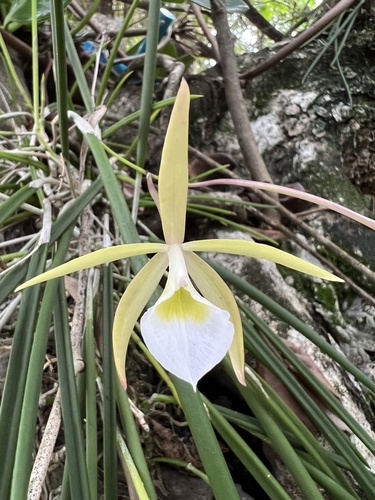 Brassavola Cebolleta