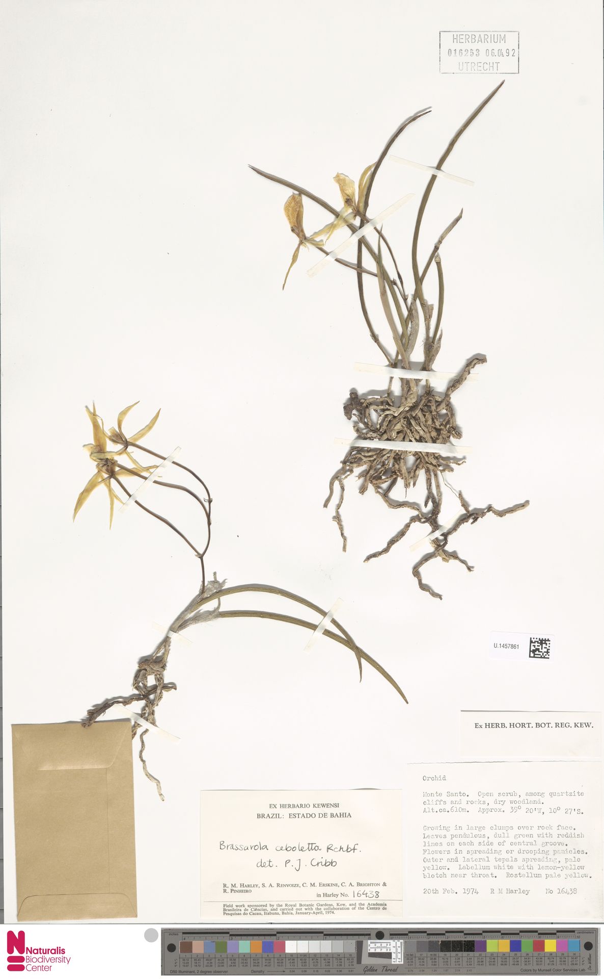 Brassavola Cordata