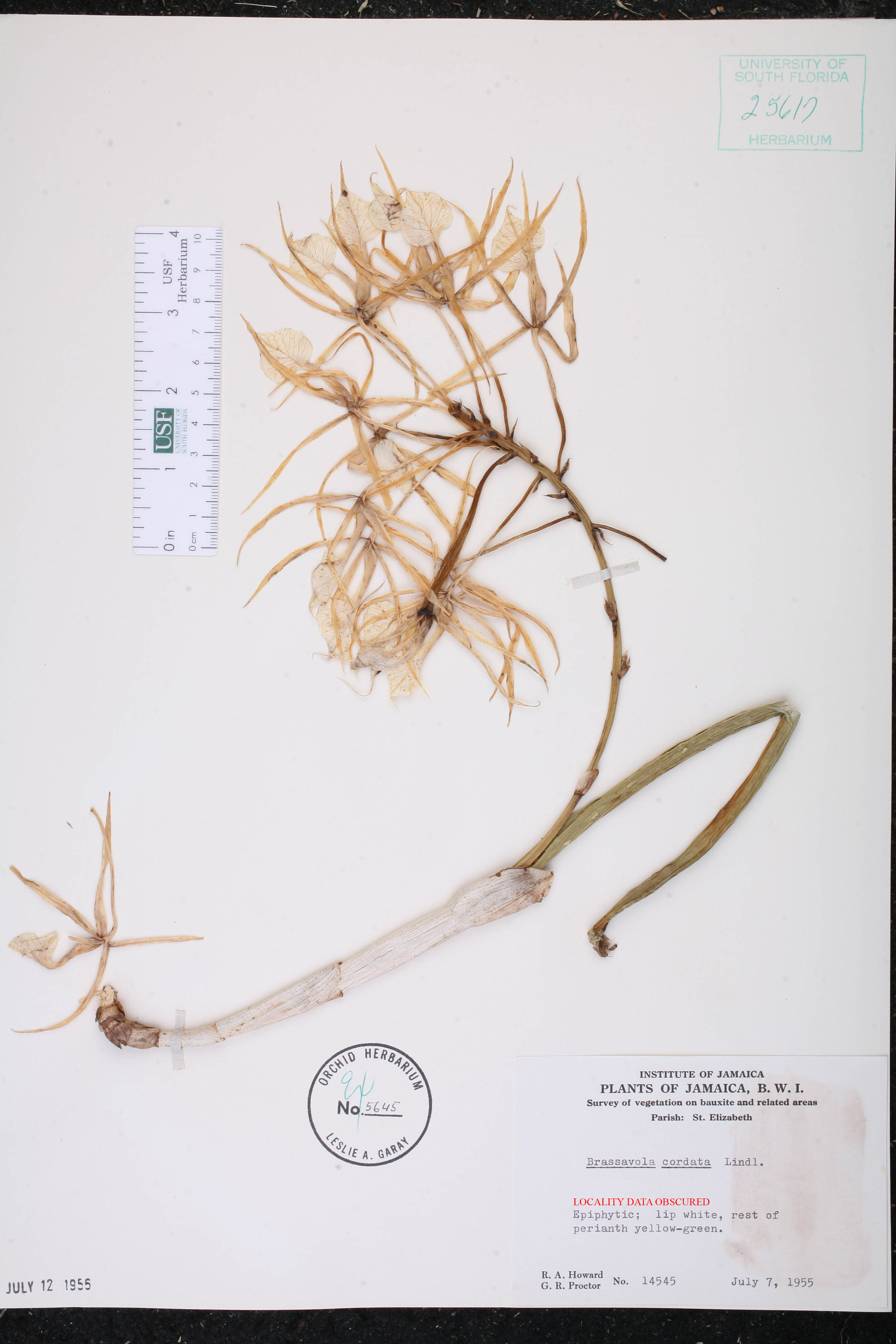 Brassavola Cordata