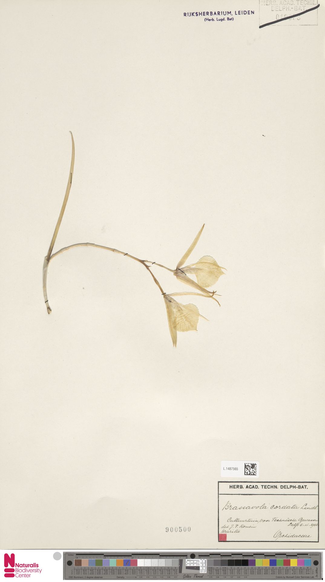 Brassavola Cordata