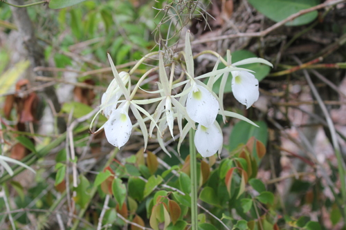 Brassavola Flagellaris