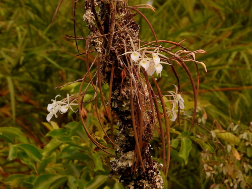 Brassavola Flagellaris