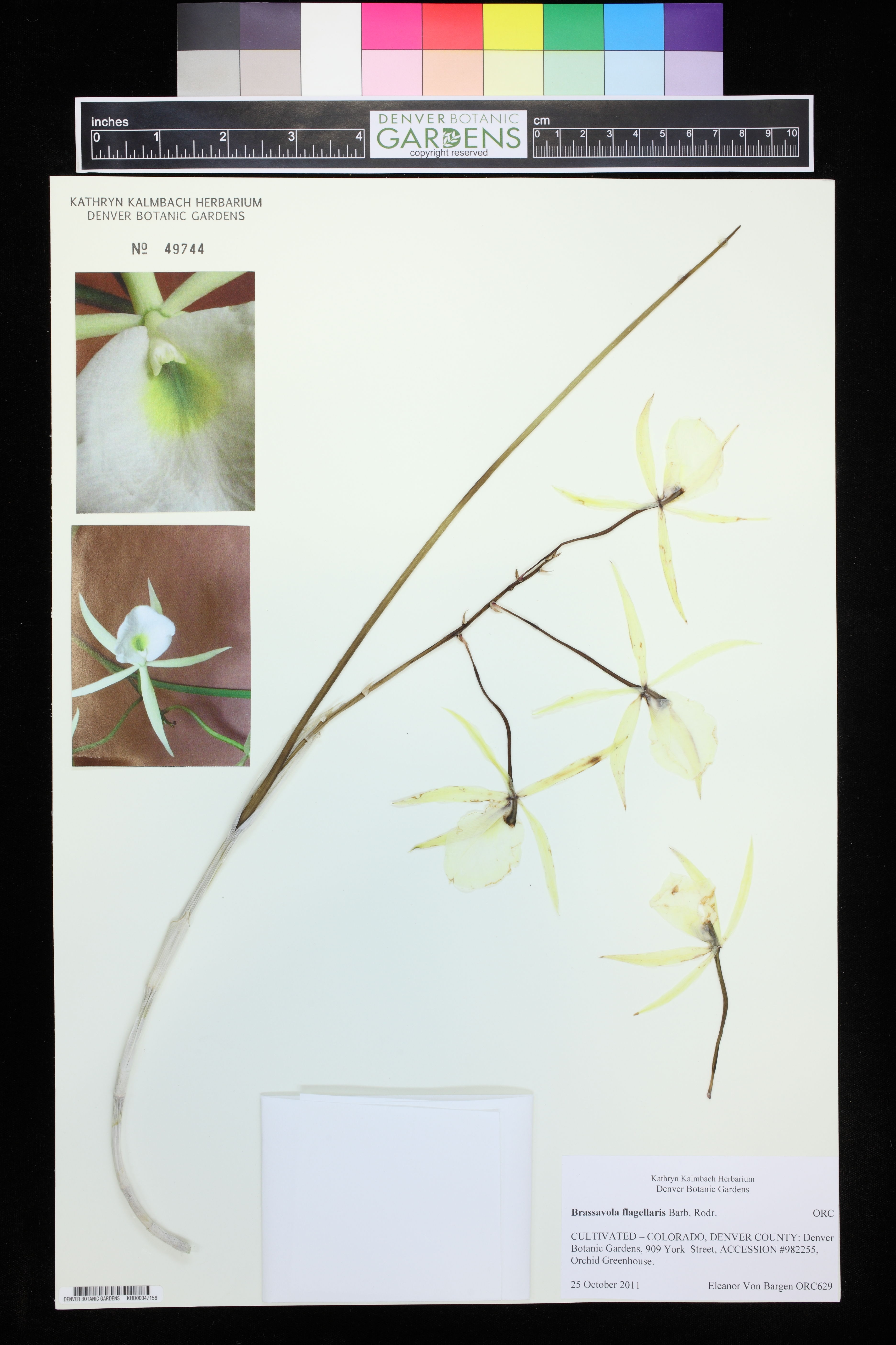 Brassavola Flagellaris