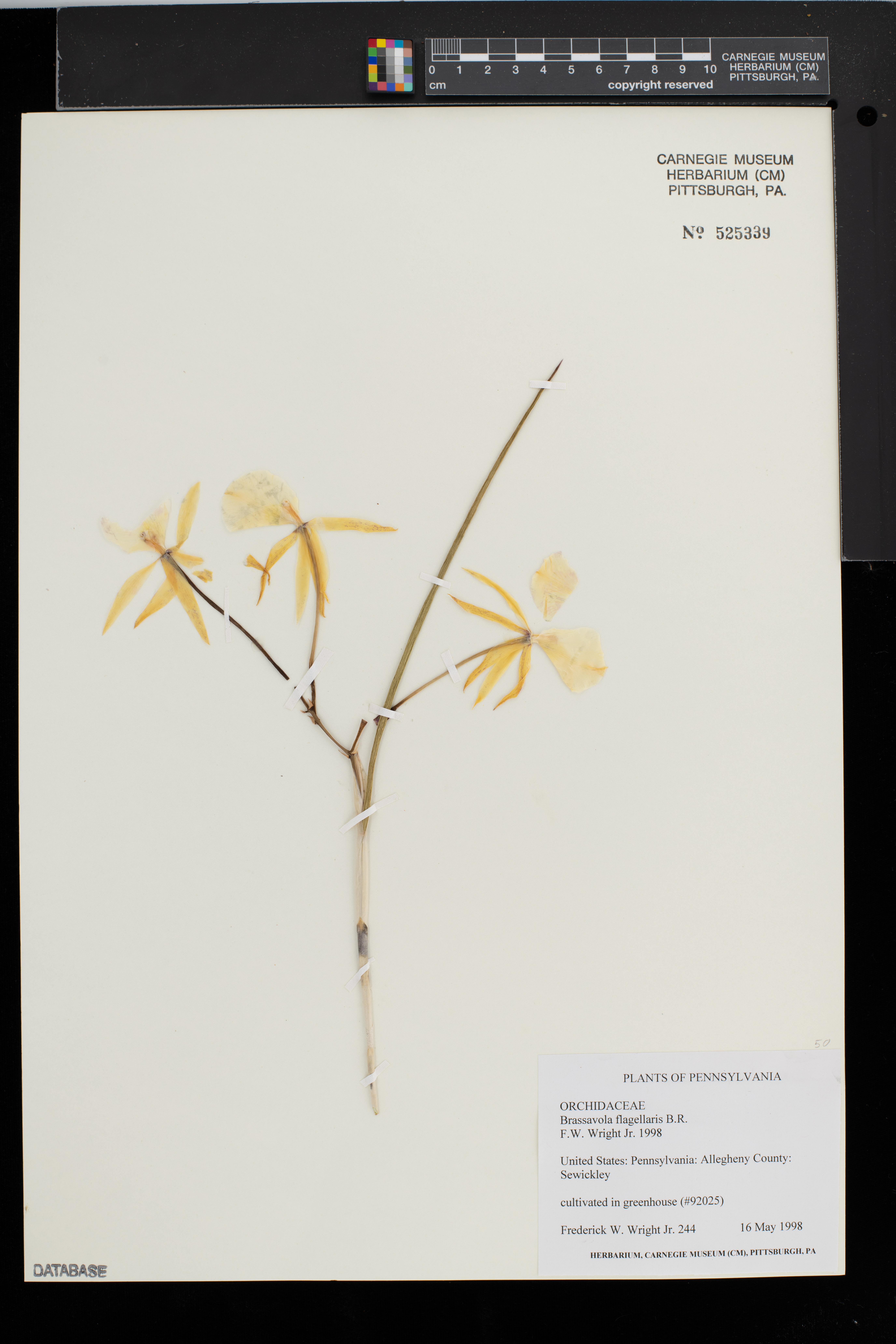 Brassavola Flagellaris