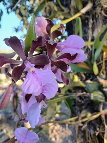 Encyclia Cordigera