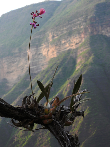 Encyclia Cordigera