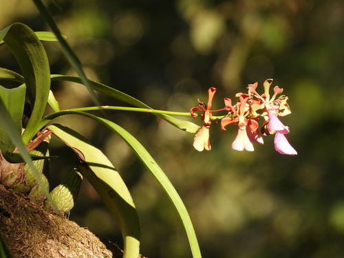 Encyclia Cordigera