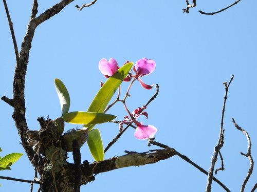 Encyclia Cordigera